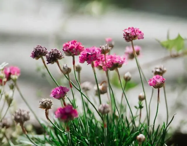 Fuoco Maggiore, D'orta, Isole Borromee