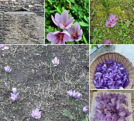 Daire Tra Maggiore E D'orta Fuoco *